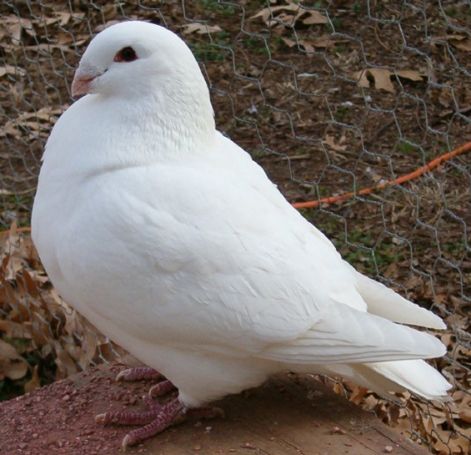 white_cock.jpg